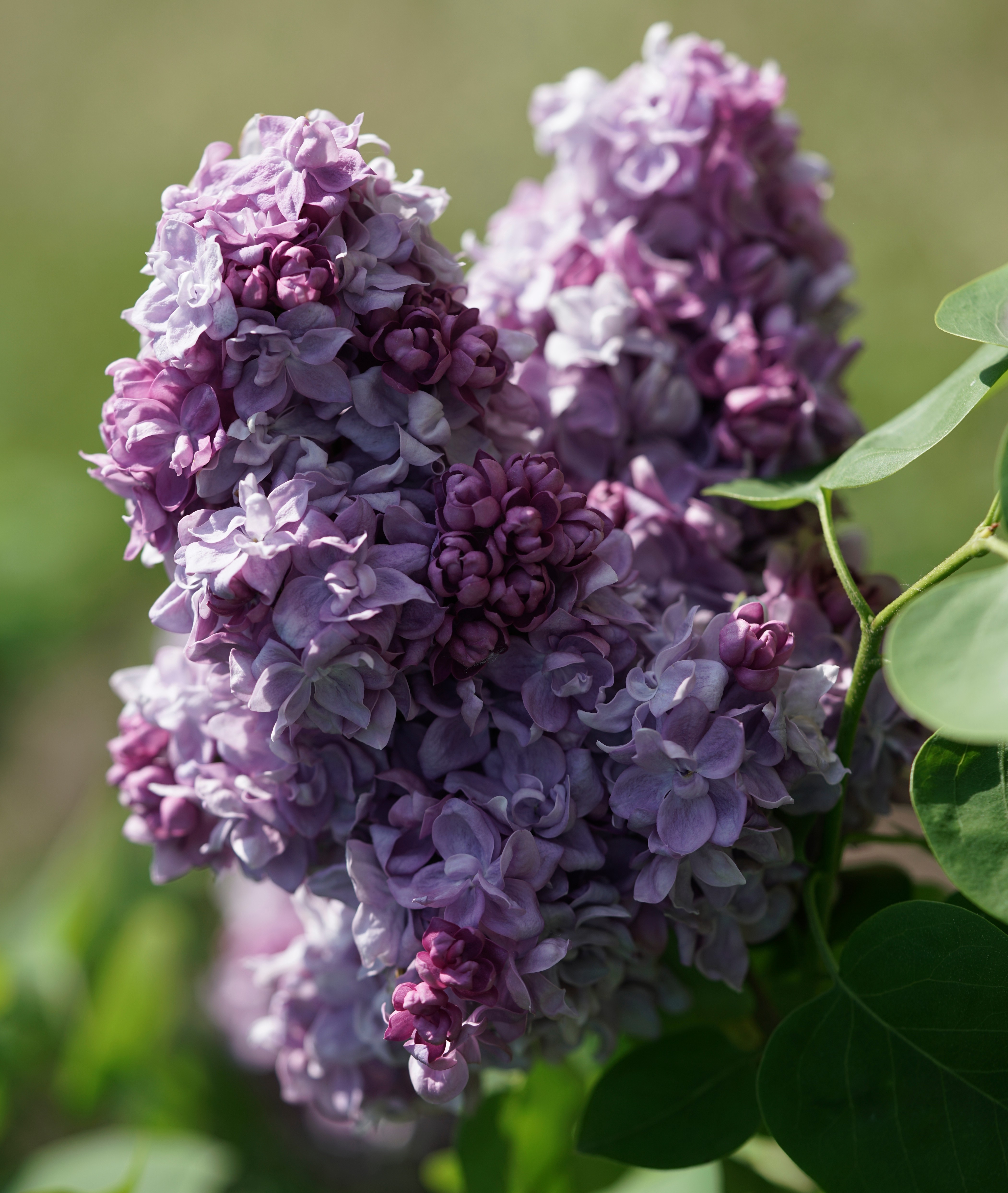 "Katherine Havemeyer"  Syringa vulgaris